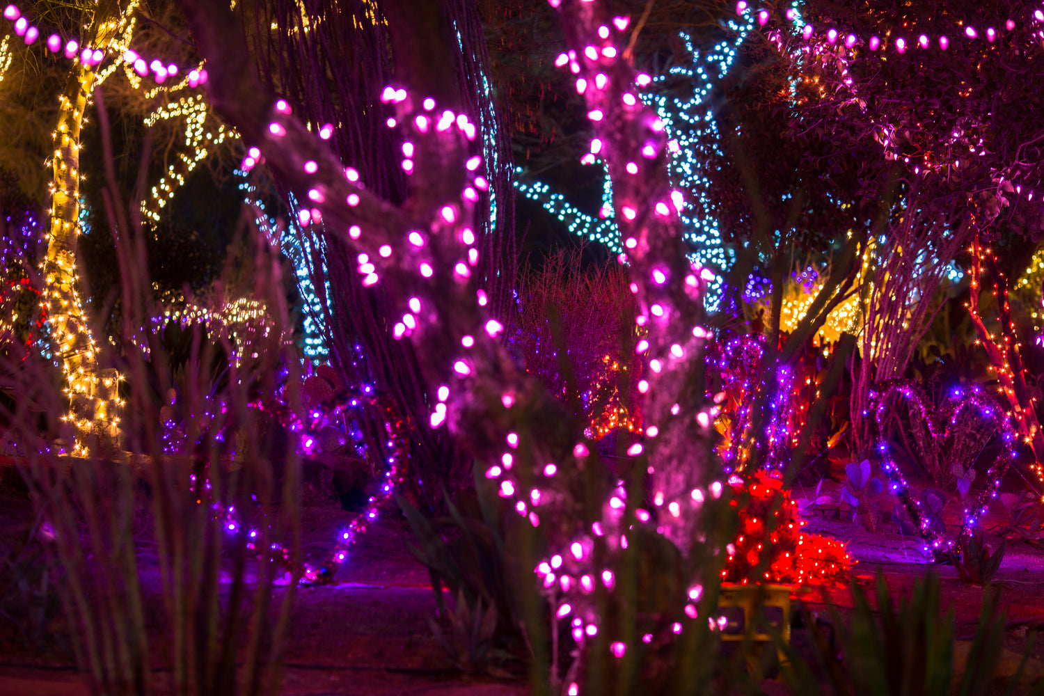 Lights of Love' opens at Ethel M cactus garden ahead of Valentine's Day