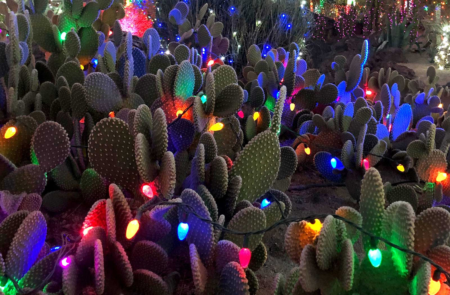 Lights of Love' opens at Ethel M cactus garden ahead of Valentine's Day